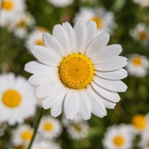 Meet your Posher, Mary